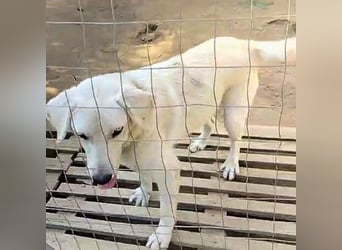 Johnny - (m)ein Freund fürs Leben