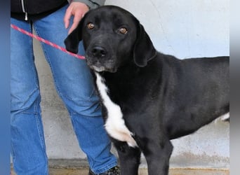 Norgen - Potential zum Traumhund