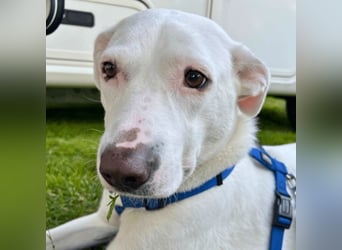 Nola - auf meiner Weihnachtswunschliste steht nur eines: Eine liebe Familie. Eine, die bleibt.