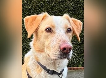 Teddy - Sechs Jahre Treue und nun soll er gehen