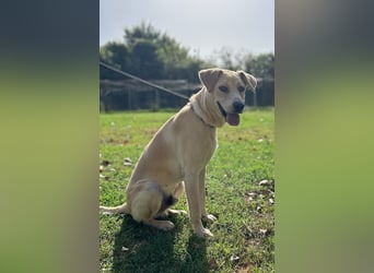 Tyler - Der kleine Herzenswächter aus dem Märchenbuch