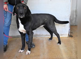 Norgen - Potential zum Traumhund