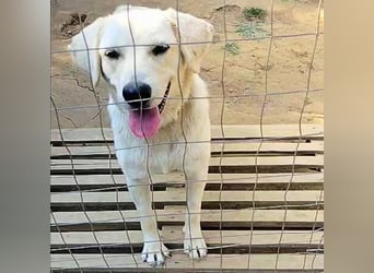 Johnny - (m)ein Freund fürs Leben