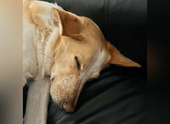 Teddy - Sechs Jahre Treue und nun soll er gehen