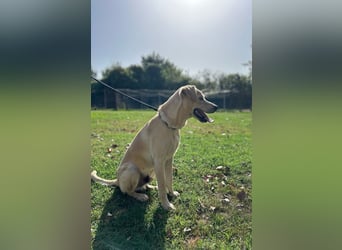 Tyler - Der kleine Herzenswächter aus dem Märchenbuch