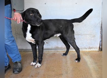 Norgen - Potential zum Traumhund