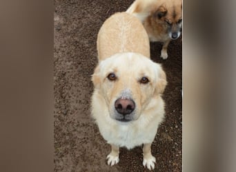 Dario - Warum eigentlich nicht ich?