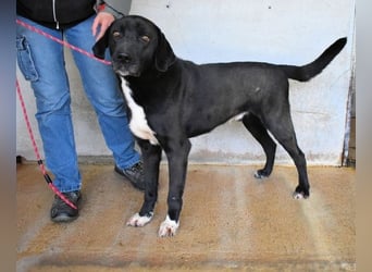 Norgen - Potential zum Traumhund