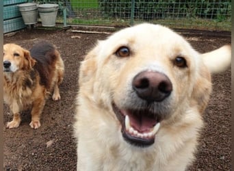 Dario - Warum eigentlich nicht ich?