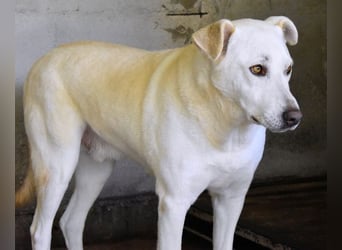 Luken - Zwei Seelen. Zwei Geschichten. Ein Ziel.