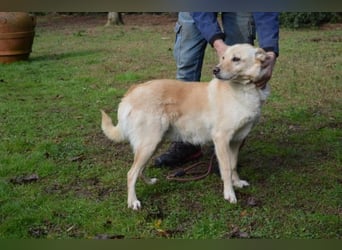 Dario - Warum eigentlich nicht ich?