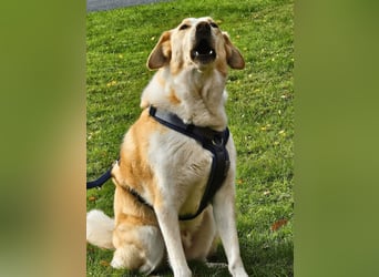 Teddy - Sechs Jahre Treue und nun soll er gehen