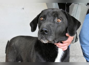 Norgen - Potential zum Traumhund