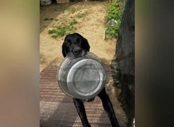 Titus - Hat jemand aus dem Fenster geschaut?