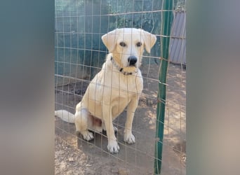 Johnny - (m)ein Freund fürs Leben