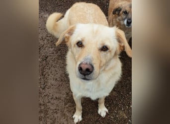 Dario - Warum eigentlich nicht ich?