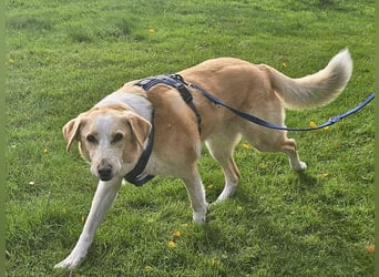 Teddy - Sechs Jahre Treue und nun soll er gehen