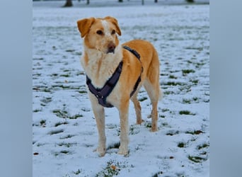 Teddy - Sechs Jahre Treue und nun soll er gehen