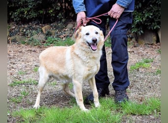 Dario - Warum eigentlich nicht ich?