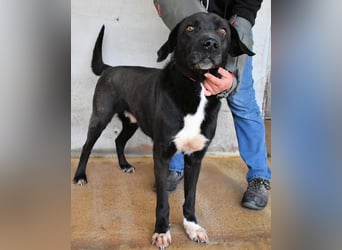 Norgen - Potential zum Traumhund