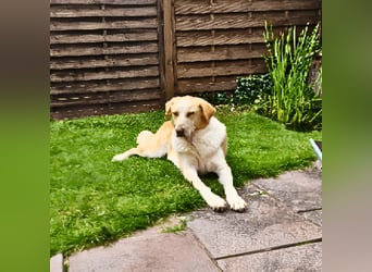 Teddy - Sechs Jahre Treue und nun soll er gehen