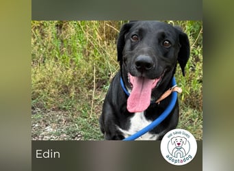 Edin 2016722 sucht ein zu Hause