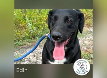 Edin 2016722 sucht ein zu Hause
