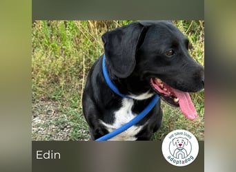 Edin 2016722 sucht ein zu Hause