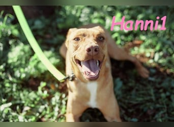 Hanni1 geb. 10/2021 (in Deutschland ) - Labrador-Border-Collie Mix Hündin, ein Sonnenschein