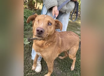 Jack - ein ganz besonderer Schatz braucht genau dich