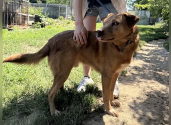 Jack sucht ein warmes Zuhause