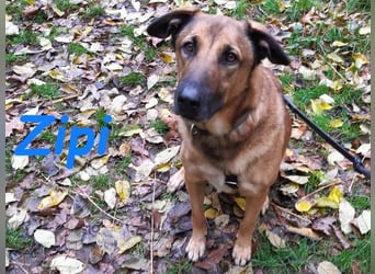 Zipi geb. 09/2021 (in Deutschland) - aufgeschlossener, verspielter und intelligenter Labrador Mix!