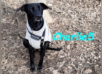 Charlie5 10/2021 (in Deutschland) - verspielter & neugieriger Labrador-Border-Collie-Mix!