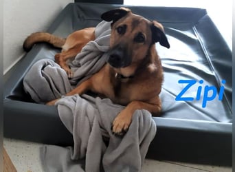 Zipi geb. 09/2021 (in Deutschland) - aufgeschlossener, verspielter und intelligenter Labrador Mix!