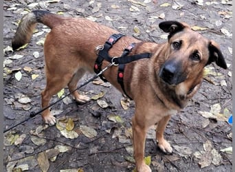 Zipi geb. 09/2021 (in Deutschland) - aufgeschlossener, verspielter und intelligenter Labrador Mix!