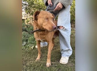 Jack - toller Kerl mit großem Herz