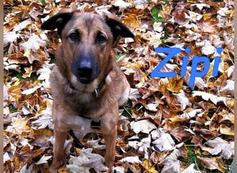 Zipi geb. 09/2021 (in Deutschland) - aufgeschlossener, verspielter und intelligenter Labrador Mix!