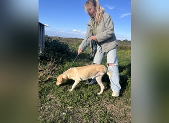 Joska - tollster Kerl auf 3 Beinen