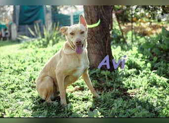 Avi geb. 10/2021 (DE) - unkomplizierte, soziale und liebe Border Collie-Labrador-Mix Hündin!