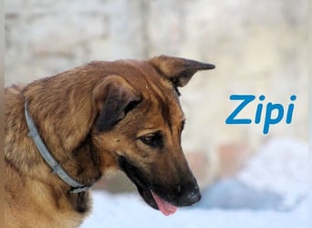 Zipi geb. 09/2021 (in Deutschland) - aufgeschlossener, verspielter und intelligenter Labrador Mix!