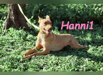 Hanni1 geb. 10/2021 (in Deutschland ) - Labrador-Border-Collie Mix Hündin, ein Sonnenschein
