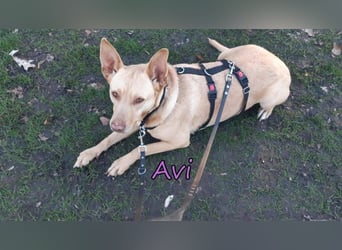 Avi geb. 10/2021 (DE) - unkomplizierte, soziale und liebe Border Collie-Labrador-Mix Hündin!