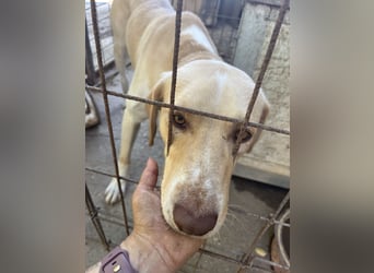 Joska - tollster Kerl auf 3 Beinen