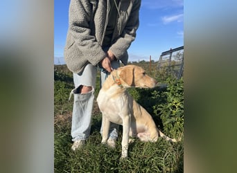 Joska - tollster Kerl auf 3 Beinen