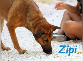 Zipi geb. 09/2021 (in Deutschland) - aufgeschlossener, verspielter und intelligenter Labrador Mix!