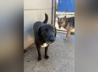 Lea sucht Spielgefährte