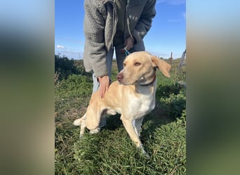 Joska - tollster Kerl auf 3 Beinen