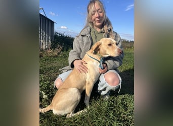 Joska - tollster Kerl auf 3 Beinen