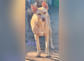 Avi geb. 10/2021 (DE) - unkomplizierte, soziale und liebe Border Collie-Labrador-Mix Hündin!