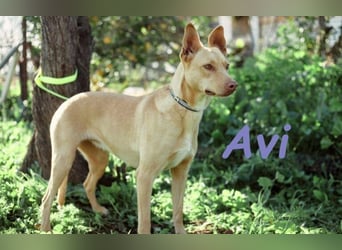 Avi geb. 10/2021 (DE) - unkomplizierte, soziale und liebe Border Collie-Labrador-Mix Hündin!